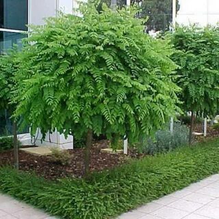 Topping tree