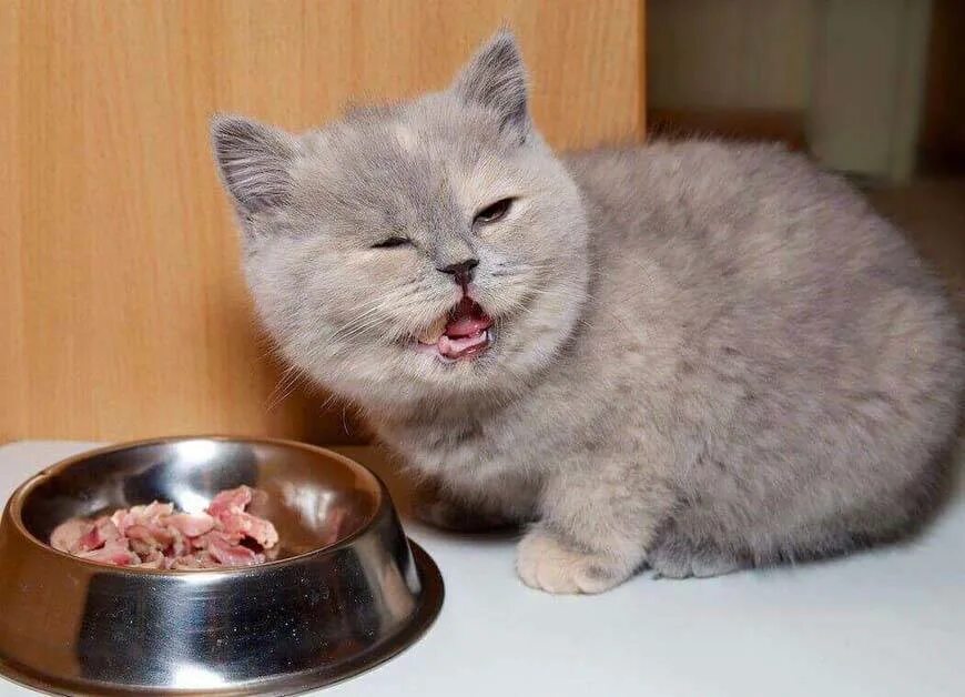 Можно кошкам давать сырую рыбу