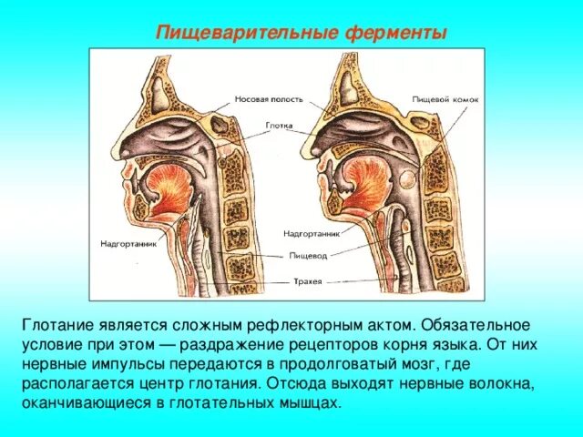 Глотка переходит в пищевод. Пища попадает в носовую полость. Пищеварительные ферменты пищевода. Глотка пищеварительный сок. Попала еда в носовую полость.