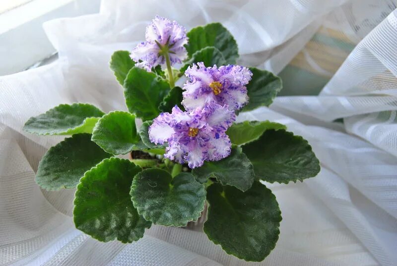 тф-северное сияние. сенполия северное сияние. фиалка северное сияние фото. фиалка северное. фиалка ек северное сияние.