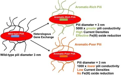 Figure 1. Heterologous expression of PilA pilin monomer genes in G. sulfurr...