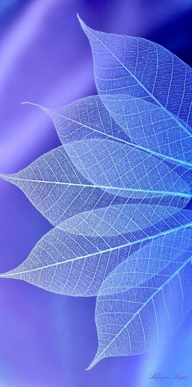 Купить синий лист. Фиолетовые листья. Синие листья. Синий фон с листьями. Фиолетовый листик.