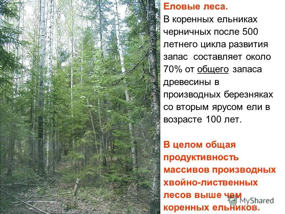 Уровень пример таежный лес. Биом тайга характеристика. Описание тайги. Типы тайги. Уровень пример таежный лес.