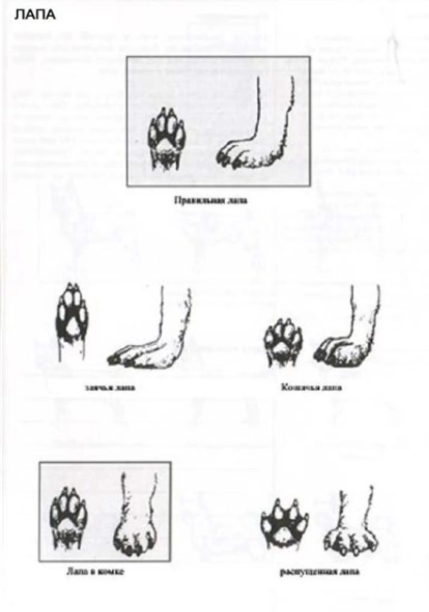 Заячья лапка кратко. Распущенная лапа у собаки. Строение передних лап у чихуахуа.