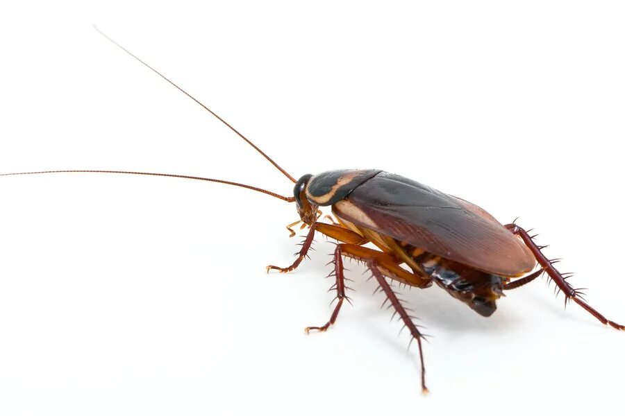 Cucaracha