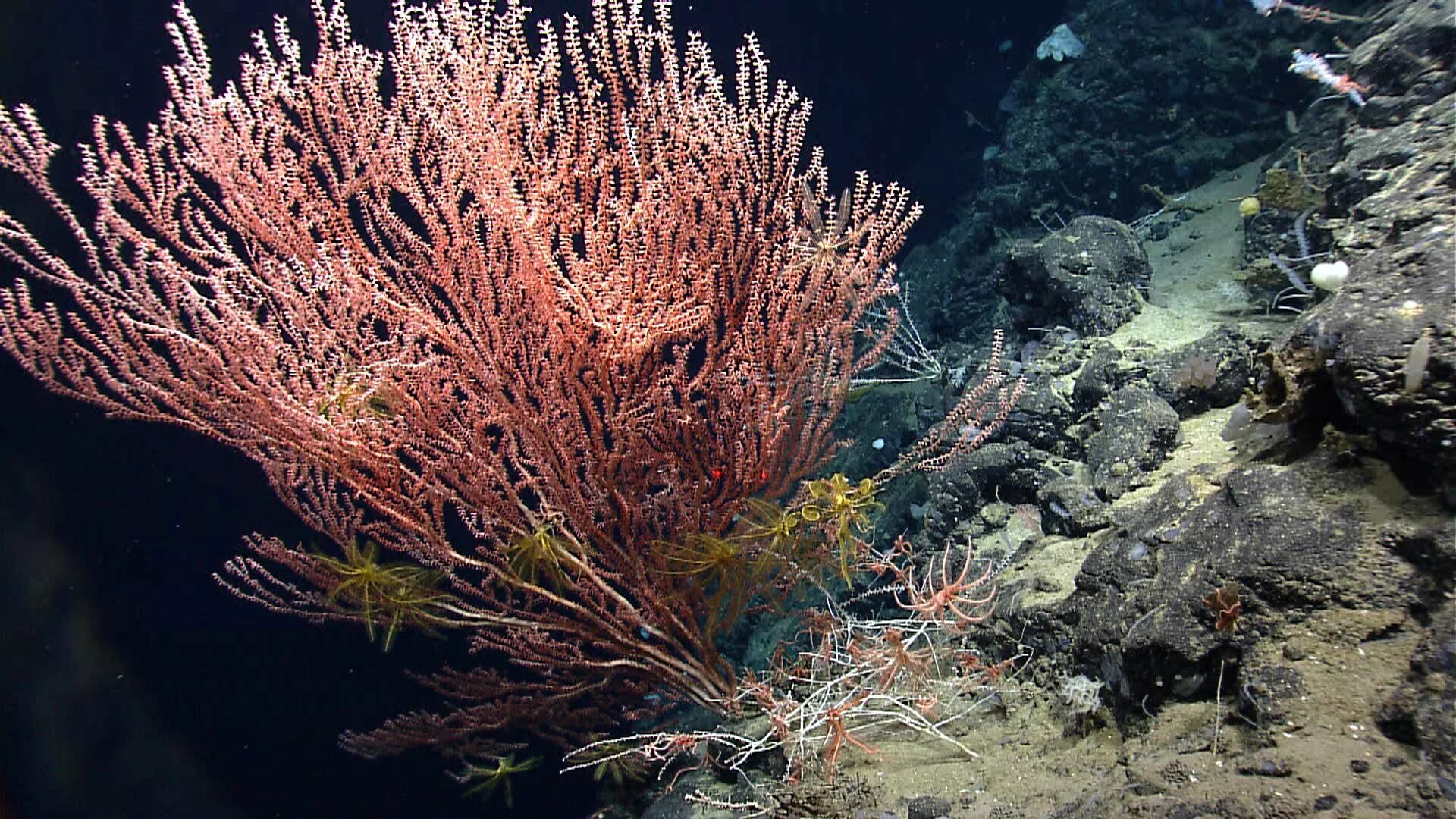 Глубоководные склерактиниевые кораллы. Stolonifera кораллы. Глубоководные коралловые рифы. Глубоководные коралловые рифы 3000м.