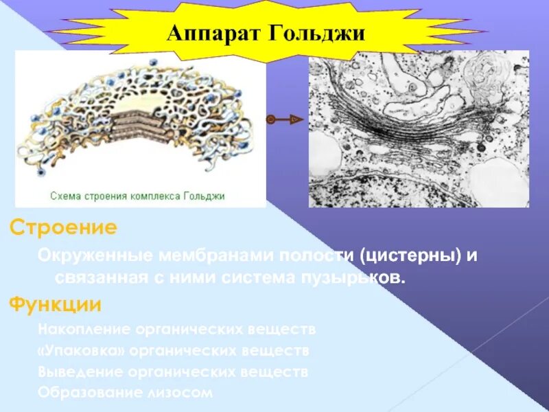 Какие формы мембранных структур образуют аппарат гольджи. Аппарат Гольджи накопление органических веществ. Аппарат Гольджи функции в бактериях. Аппарат Гольджи в бактериальной клетке. Комплекс Гольджи строение рисунок.