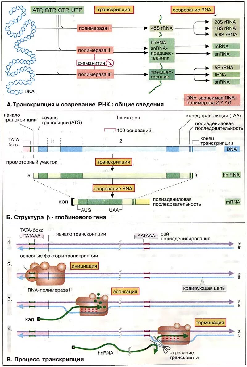 3 созревания рнк. Созревание РНК. Структура Гена транскрипция. Процесс транскрипции биохимия. Ген биохимия.