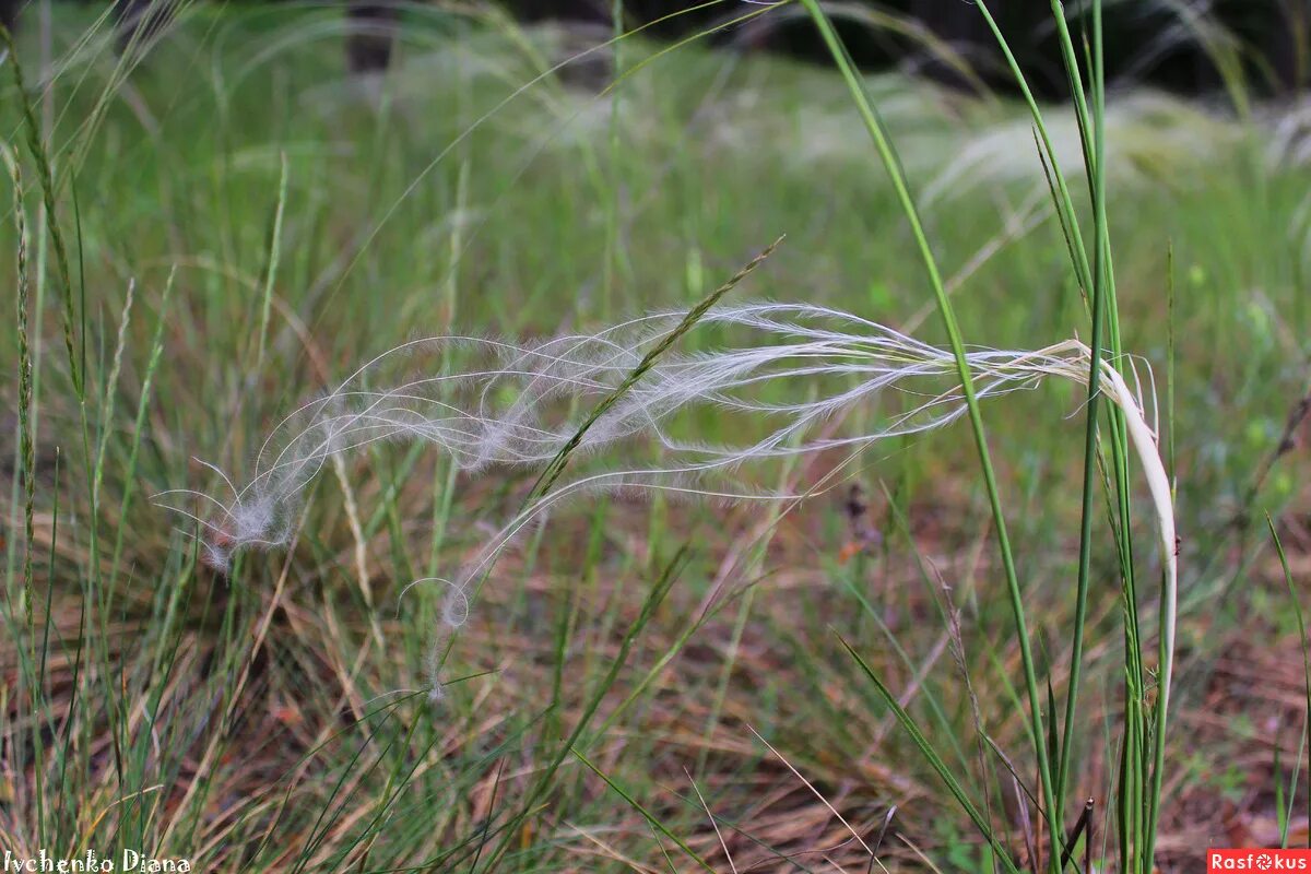 Куликово поле ковыль. Седой ковыль. Калмыкия степь ковыль. Ковыли седые. Ковыль в степи казахстана.