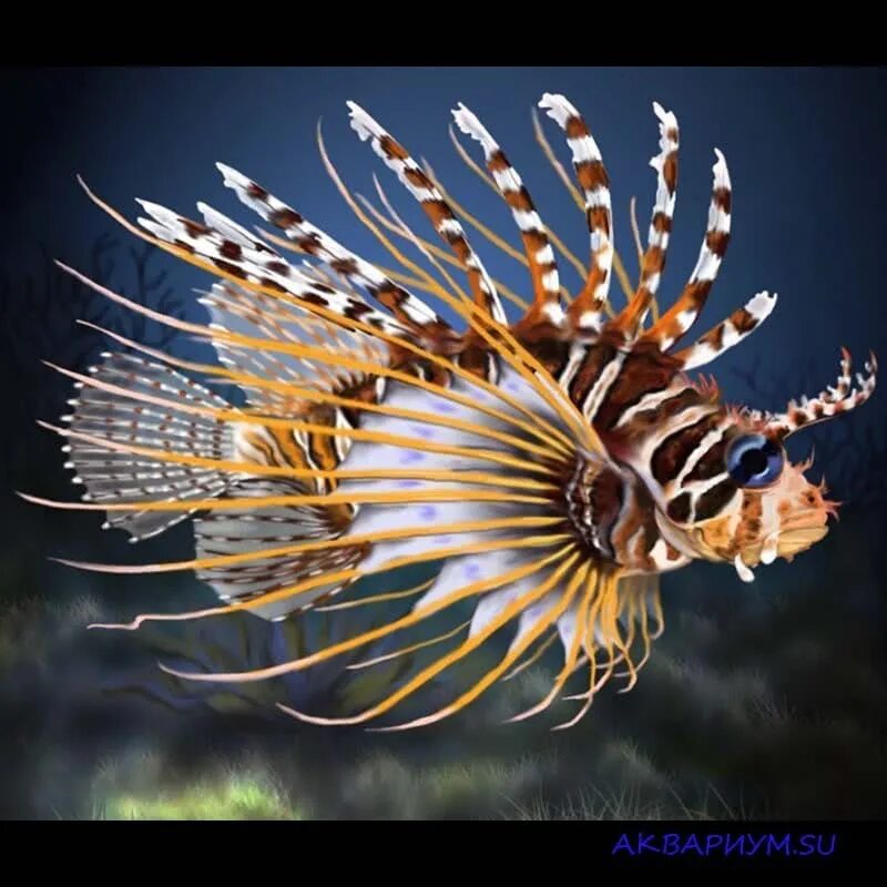 Рыба крылатка. Полосатая крылатка рыба. Рыба крылатка Pterois antennata. Рыба крылатка Зебра. Крылатка купить