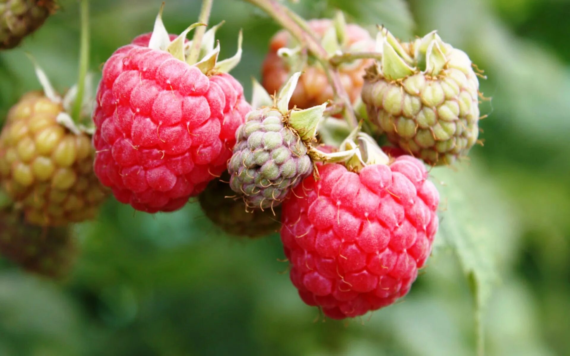 Урожайные сорта малины. Малина Rubus idaeus. Малина Полана. Малина сорт Туламин.