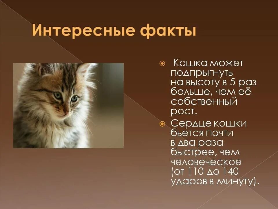 Жизнь кошечек