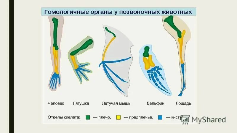 Сравнительно анатомические доказательства эволюции это