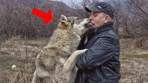 Держу дома волка