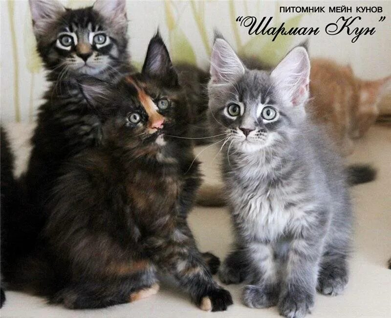 Мейн кун как отличить. Помесь Мейн куна и сибирской кошки. Котёнок Мейн кун 2 месяца размер. Метис Мейн куна и маскарадной. Котята от сибирской кошки и обычного кота.