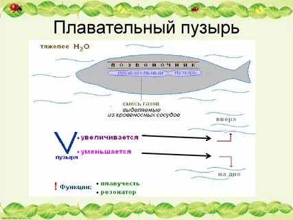 У кого есть плавательный пузырь