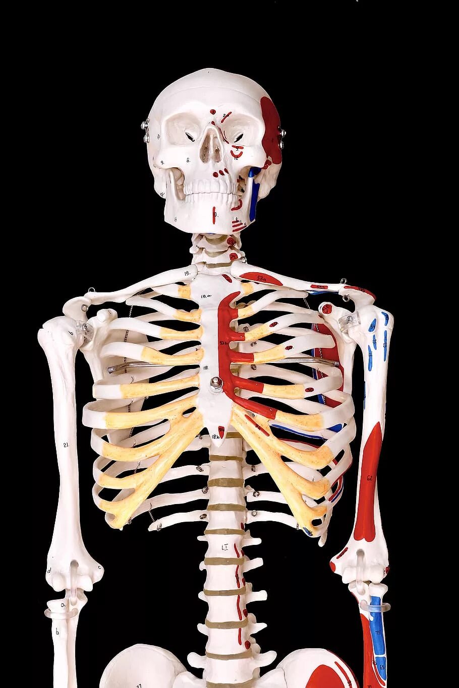 И молодые люди кости человека. Скелет человека. Снимок скелета. Скелет XTK. Сеилео человека.