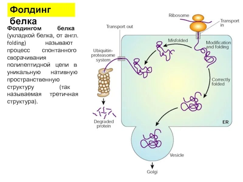 Белковый транспорт. Фолдинг протеинов. Трансляция молекулярная биология. Фолдинг белка. Белки шапероны.