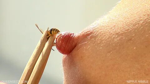 Wasp sting clit - telegraph