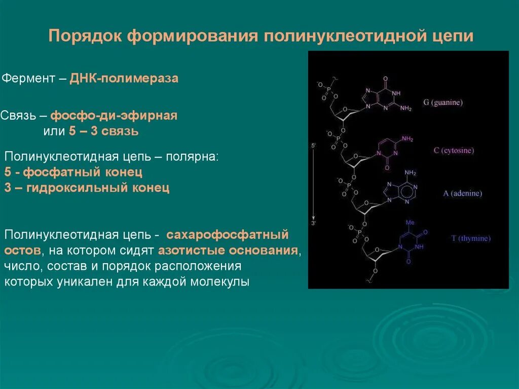 Полинуклеотидная цепь связи. Связи, обеспечивающие формирование полинуклеотидной цепи. Полинуклеотиды цепочка. Синтез полинуклеотидной цепи. Формирование ДНК.