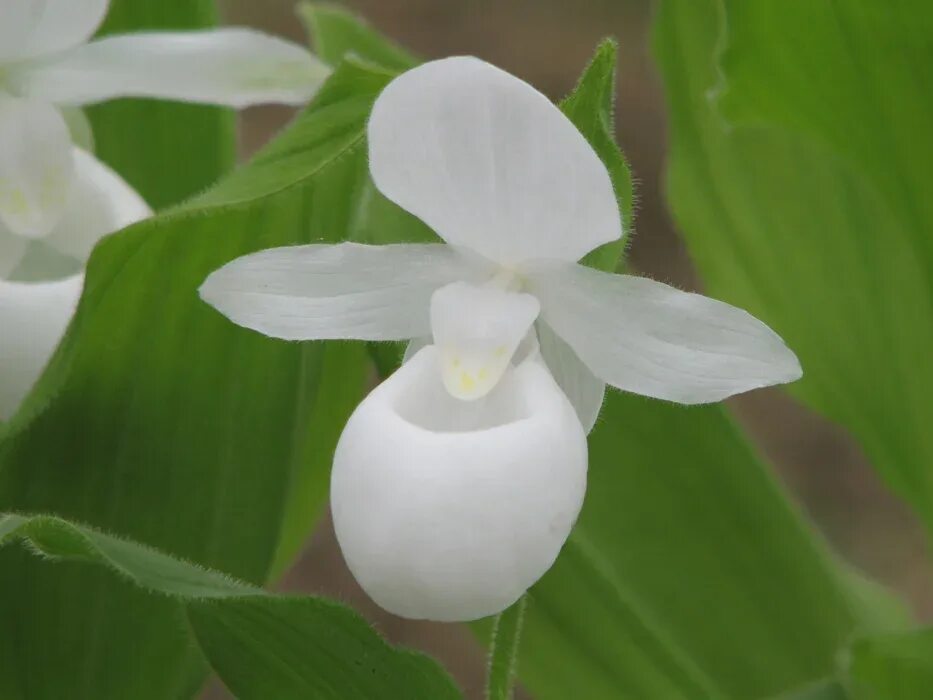 Cypripedium Reginae башмачок королевы. Башмачок Циприпедиум белый.