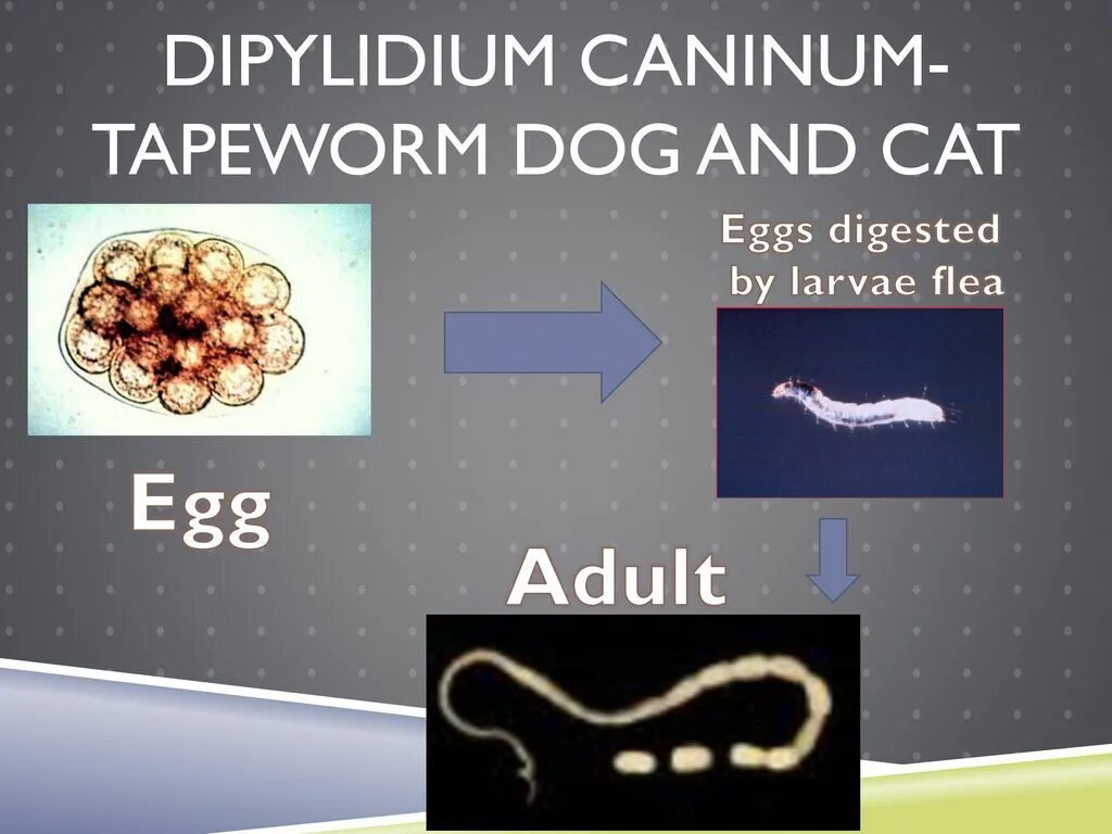 Dipylidium caninum. Цепень тыквовидный собачий. Огуречный цепень (Dipylidium caninum). Жизненный цикл цепня собачьего Dipylidium caninum.