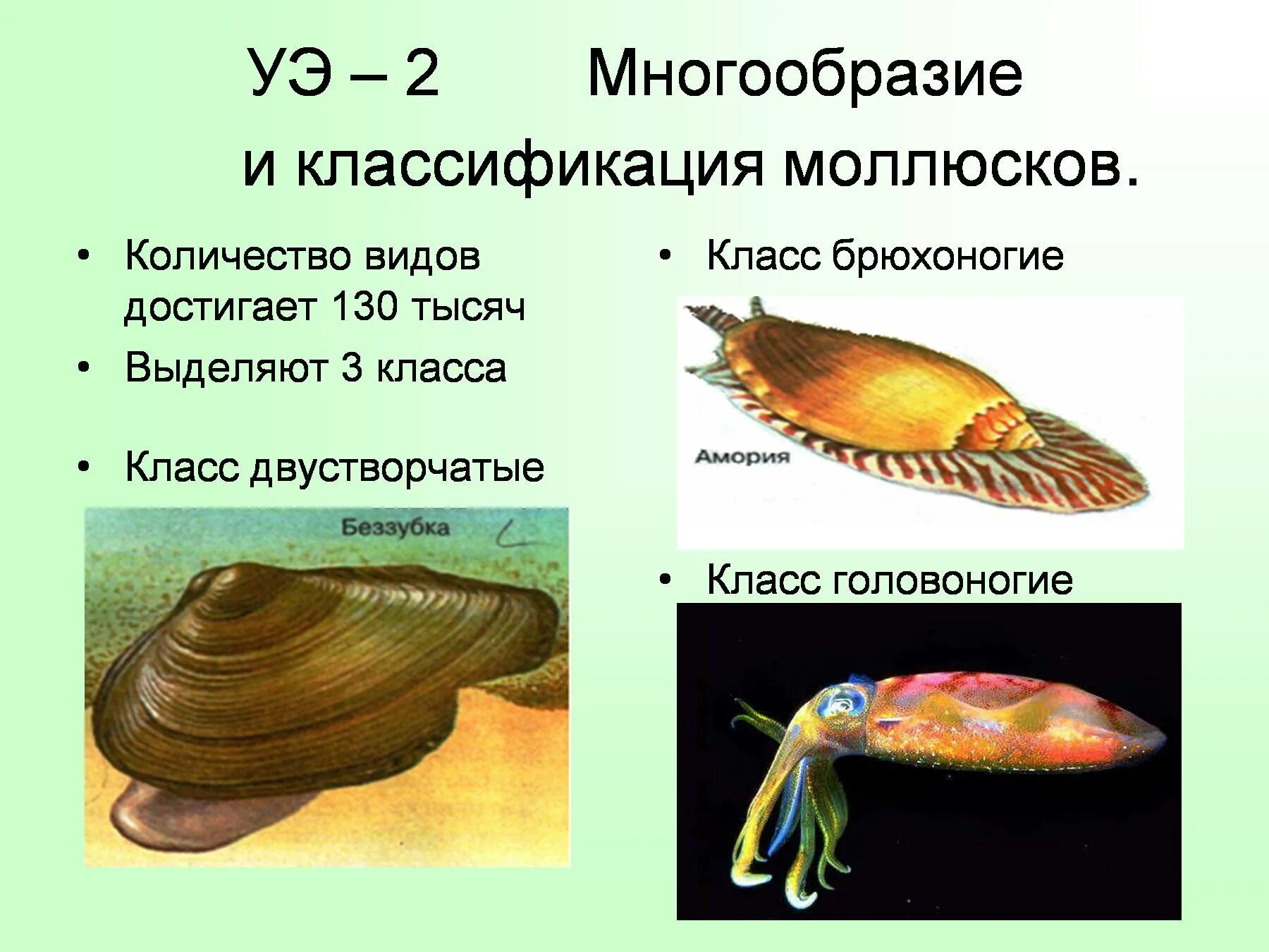 Брюхоногие и двустворчатые моллюски головоногие моллюски. Представители брюхоногих двустворчатых и головоногих. Классификация раковин моллюсков. Класс брюхоногие и класс двустворчатые моллюски. Класс двустворчатые и головоногие