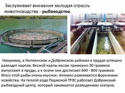 Почему очень важно развивать рыбоводство в искусственных