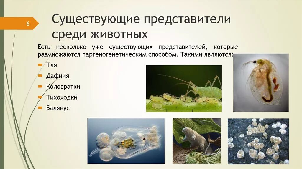 Развитие дафний из неоплодотворенных яиц почкование