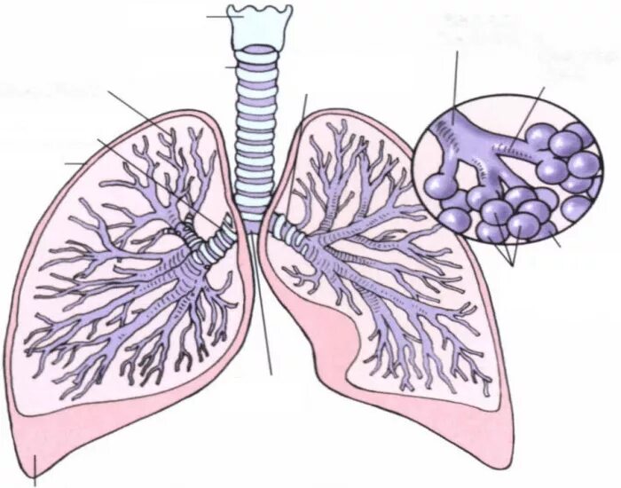 Схема бронхита. Бронхиальная система легких. Строение легких и бронхов.