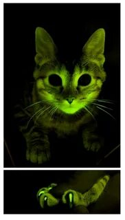 Кошка светящаяся в темноте