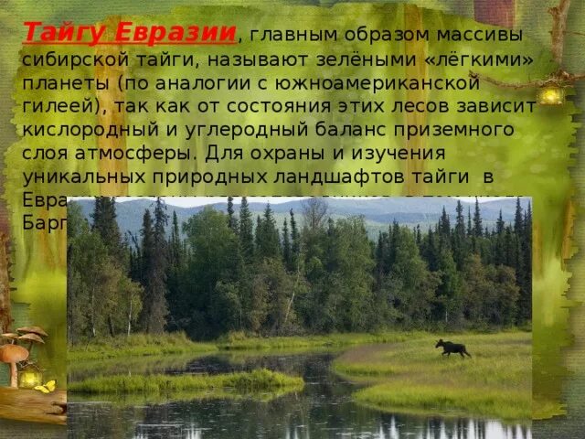 Природная зона тайга климатический пояс. Тайга Евразии. Таежные зоны Евразии. Природные зоны Евразии Тайга. Климат тайги Евразии природной зоны.