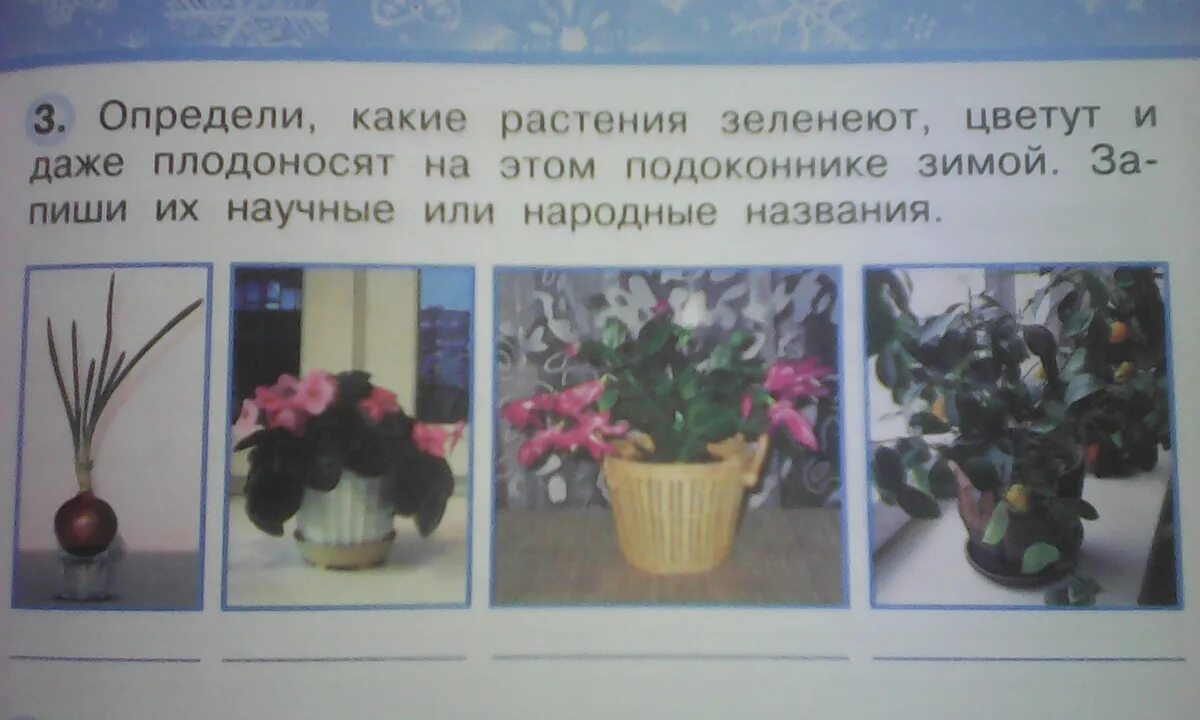Чтобы узнать какие цветы взяли