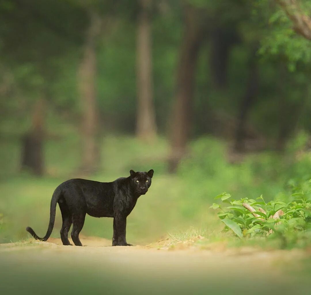 Черная пантера Nat geo Wild. Пантера Nat geo. Лес кабини Индия. Индийская черная пантера.