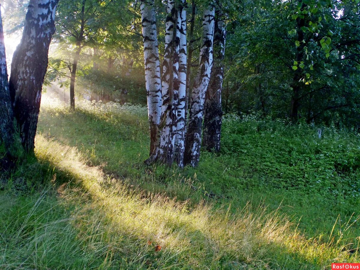 жк зеленая роща ростов на дону. березовая роща с тропинкой фото. жилой комплекс березовая роща ростов-на-дону. усадьба березовая роща брест. жилой комплекс березовая роща ростов-на-дону.
