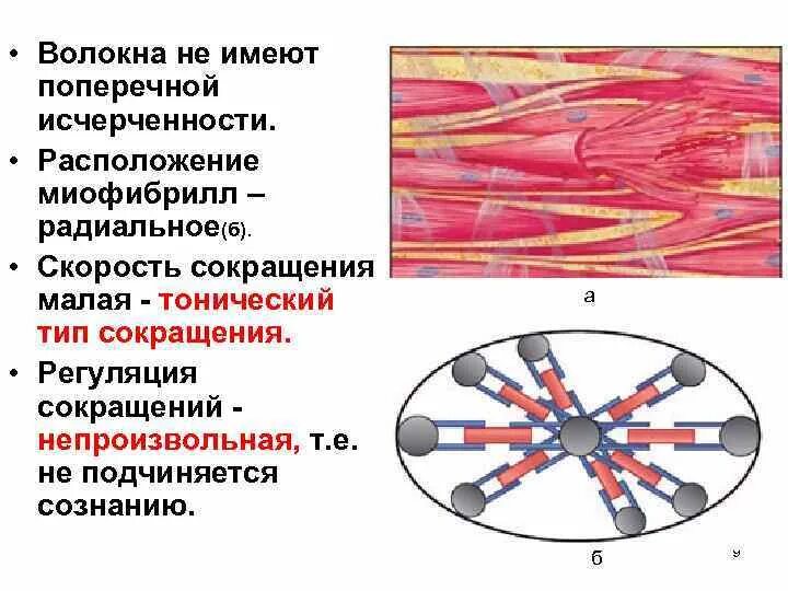 Состоит из клеток имеющих поперечную исчерченность. Регуляция сокращения гладкой мышечной ткани. Миофибриллы в гладкой мышечной ткани. Мышечные волокна имеют поперечную исчерченность?. Поперечно-полосатая исчерченность мышечного волокна обусловлена.