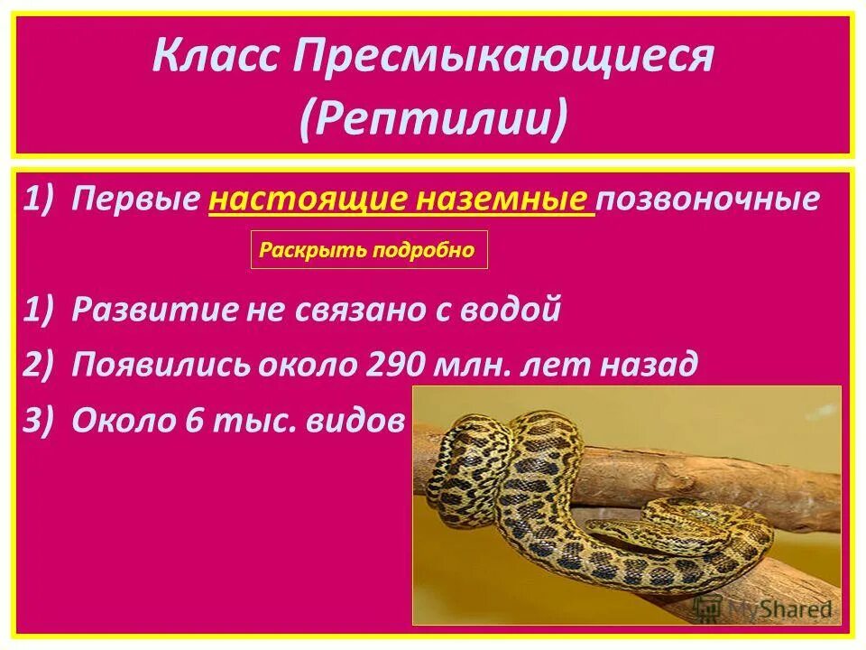 рептилии наземные позвоночные. пресмыкающиеся первые настоящие наземные позвоночные. рептилии первые настоящие наземные позвоночные проект. наземные позвоночные животные. первые настоящие наземные позвоночные.