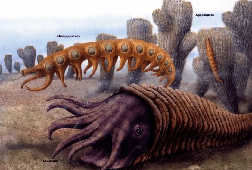 Первые живые существа появились на нашей планете. Палеозой Эра Кембрий. Археоциаты палеозойской эры. Ордовикский период Кембрий. Кембрийский ордовикский силурийский.