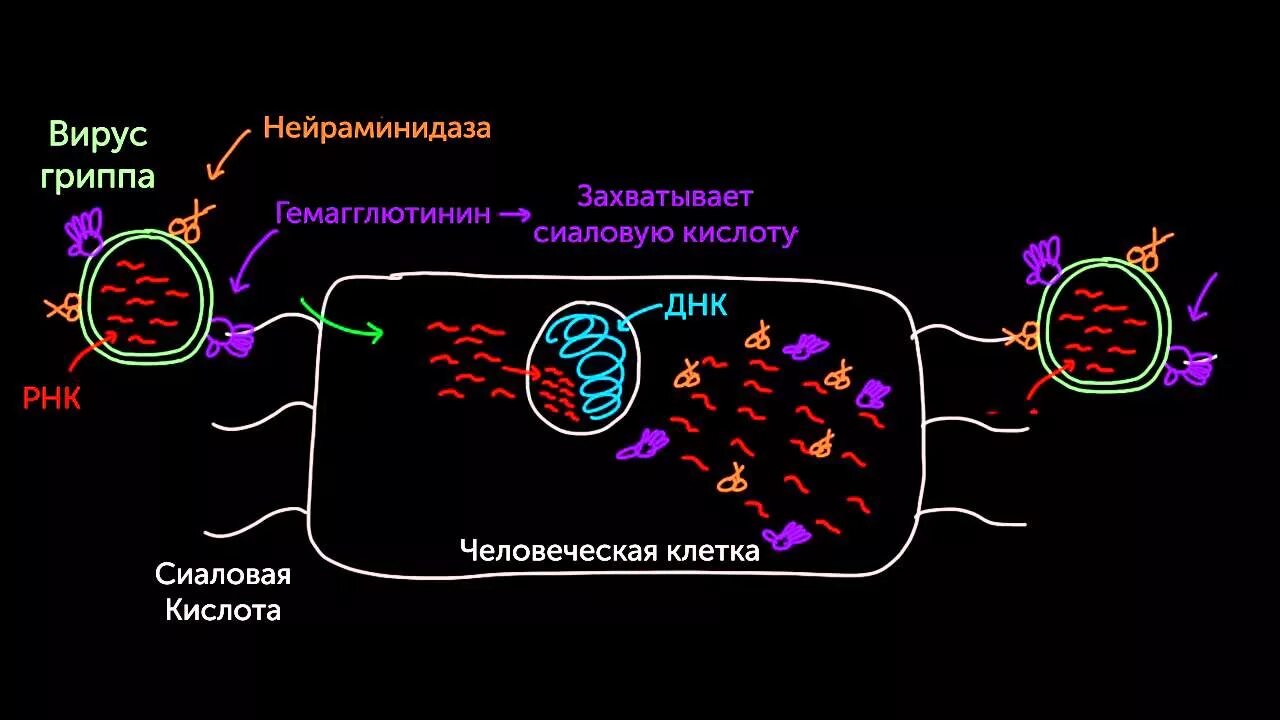 Нейраминидазы гриппа. Нейраминидаза вируса гриппа. Вирус захватывает клетку. Нейраминидаза бактерий. Вирус гриппа атакует клетку.