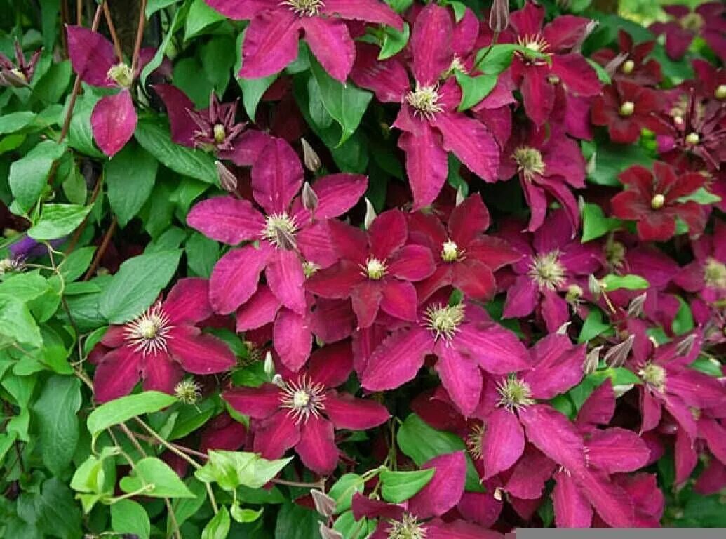 клематис эрнест маркхем. клематис эрнест маркхам. клематис крупноцвет. клематис ernest markham. клематис эрнест маркхам.