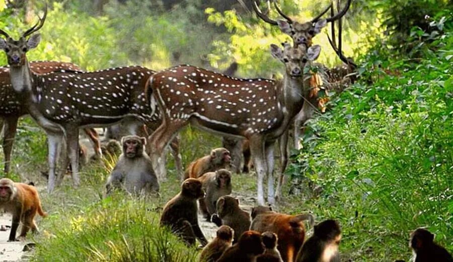 National wildlife. Национальный парк Корбетт(Индия ). Джим Корбетт заповедник. Национальный парк Канха в Индии. Джим Корбетт Индия заповедник.