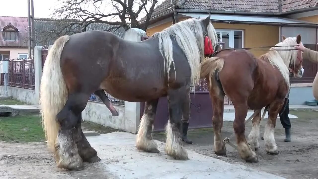 Спаривание лошадей. Огромная лошадь. Огромный конь. Спаривание пони