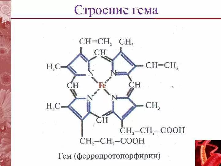 Гем биохимия. Гемоглобин строение и структура гема. Структура и функция гемоглобина полная структура гема биохимия. Гем строение биохимия. Структура гемоглобина формула.