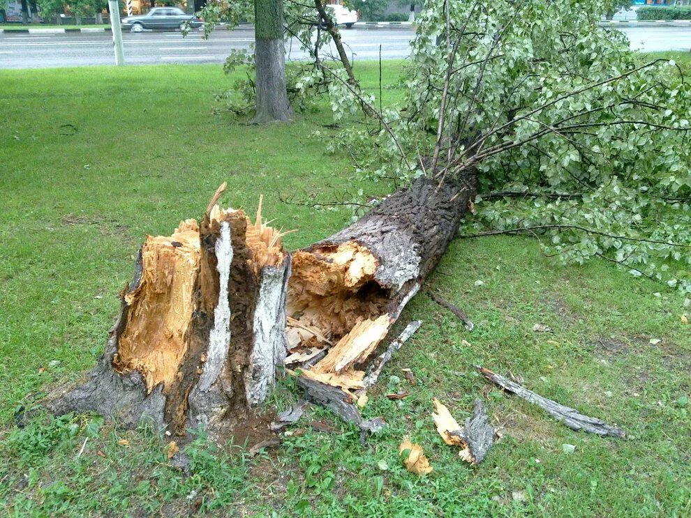Сломанное дерево. Ветер сломал дерево. Сломанный ствол дерева. Деревья поломало ветром.