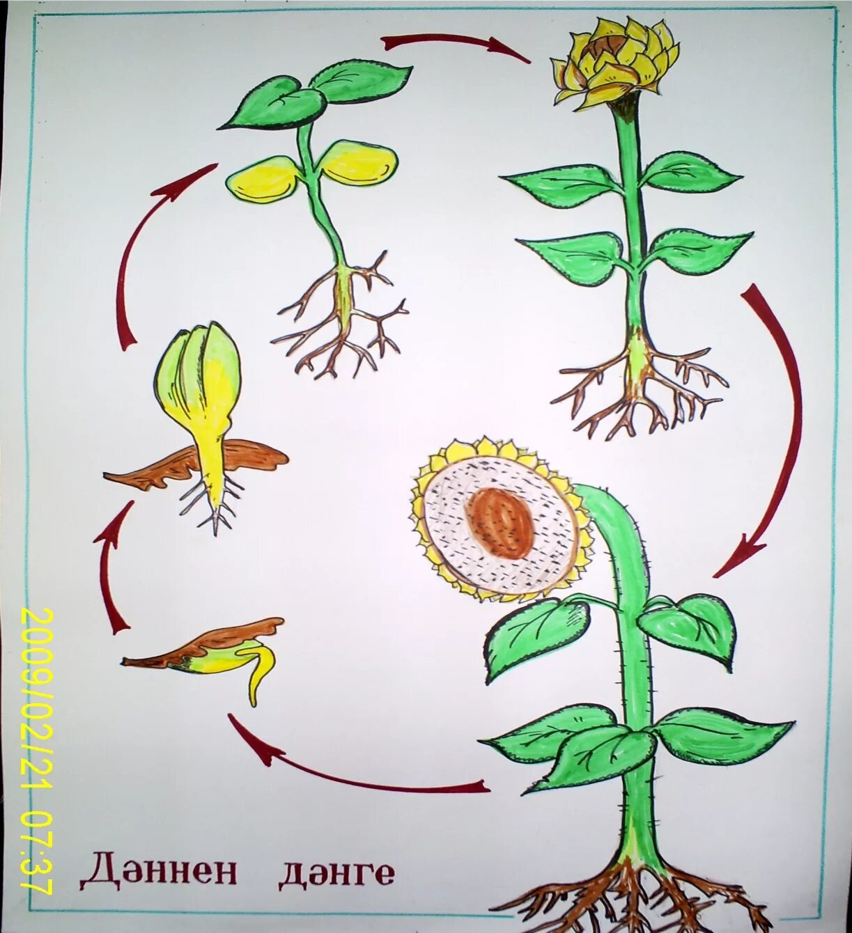 При делении жизненного цикла овощных растений онтогенез. Онтогенез растений. Онтогенез одуванчика. Рисунки на тему метаморфоз растений. Тамырсабақ.