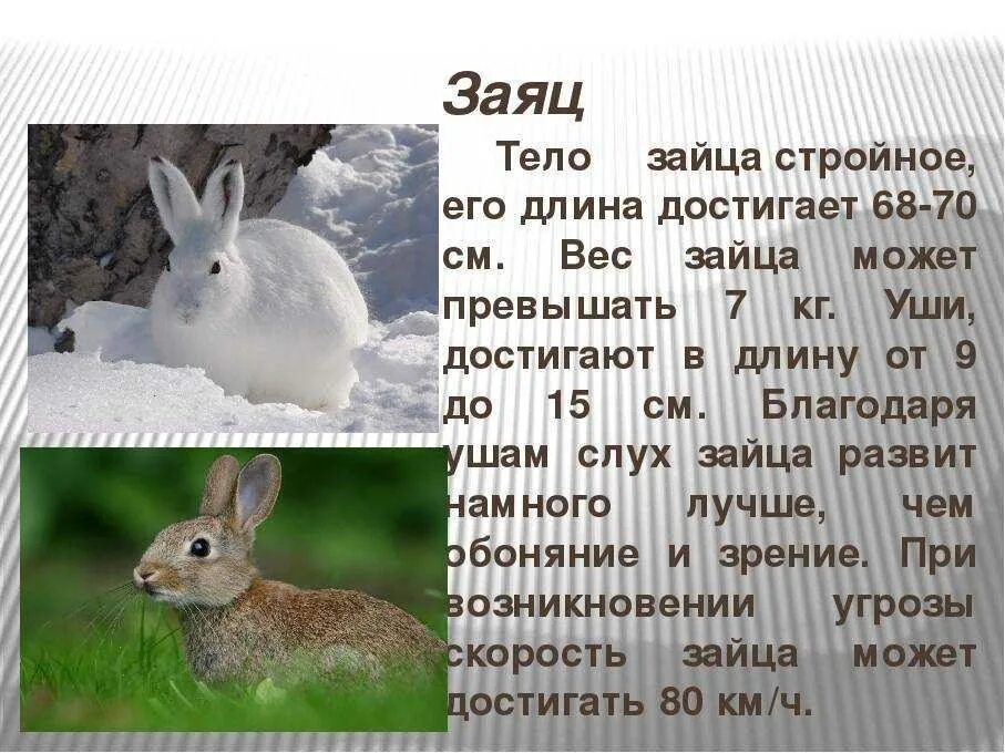 Заяц 3 класс русский язык. Заяц Беляк в тайге. Сообщение о зайце. Доклад про зайца. Описание зайца.
