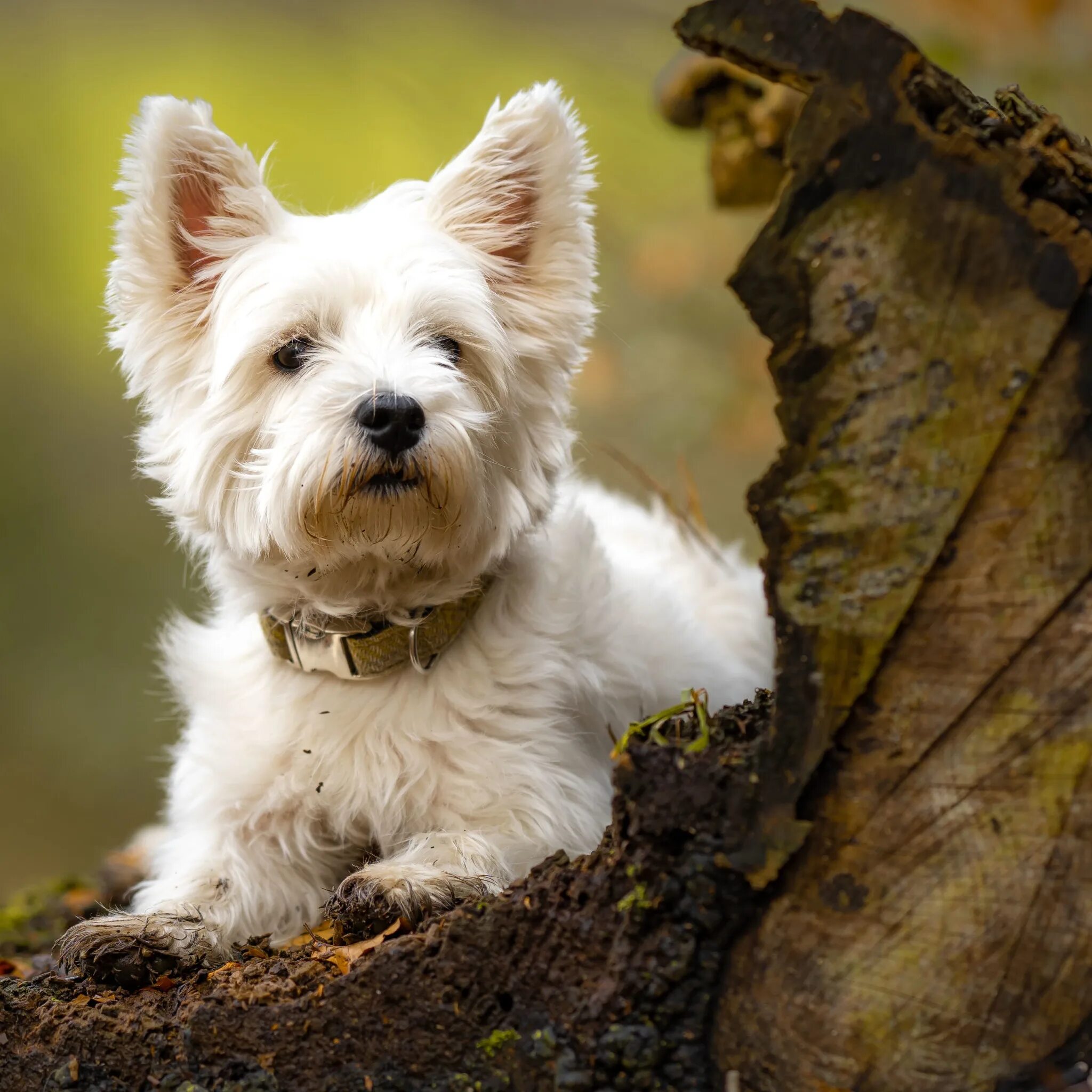 Pin de Barbara Rathmanner en Hunde im Schnee ❤ West highland white terrier, Terr