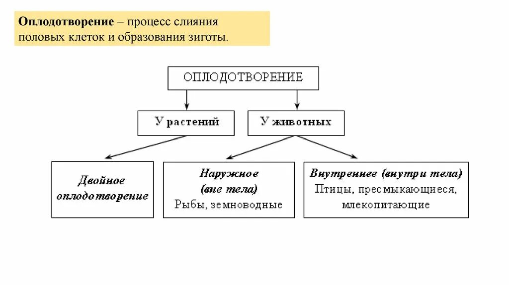 Выберите типы оплодотворения. Оплодотворение это процесс слияния. Оплодотворение это процесс слияния клеток. Оплодотворение процесс слияния половых клеток. Оплодотворение процесс слияния половых клеток и образование зиготы.