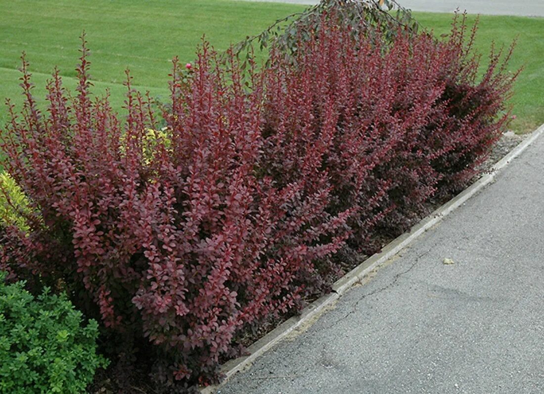 Барбарис тунберга ред карпет. Барбарис чили. Berberis thunbergii florence барбарис тунберга флоренс. Барбарис тунберга ред чиф. Барбарис чили.