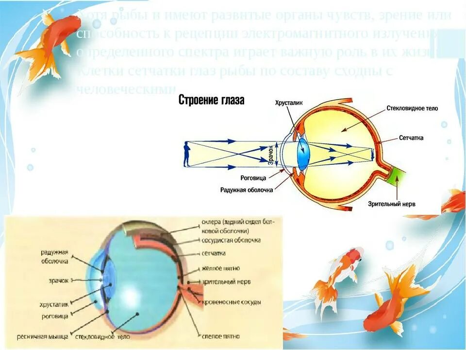 Органы зрения рыб строение. Строение глаза рыбы. Анатомия глаза рыбы. Схема строения глаза рыбы. Какое значение имеют глаза у рыб